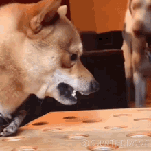 Angry The Doge Nft GIF - Angry The Doge Nft Mad GIFs