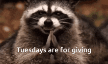 Happy Monday Tuesdays Are For Giving GIF - Happy Monday Tuesdays Are For Giving Raccoon GIFs