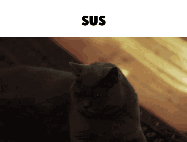 Cat Cat Meme GIF - Cat Cat Meme The Rock Sus Face - Discover & Share GIFs