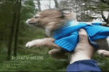 Flying GIF - Dogs Puppy Dog GIFs