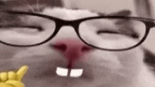 Nerd Nerd Cat GIF - Nerd Nerd Cat Cat GIFs