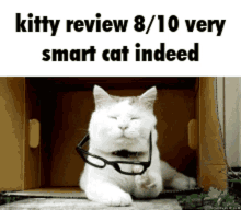 Kitty Review Smart Cat GIF - Kitty Review Smart Cat Cat Review GIFs