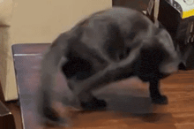 a cat laying on its back on a table
