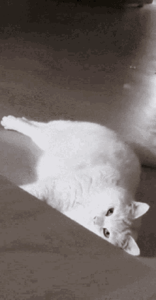 Fat Cat GIF - Fat Cat Cute GIFs