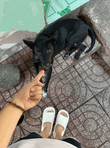 a person pointing at a black dog laying on a tile floor