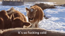 Cow Cows GIF - Cow Cows Freezing GIFs