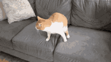 Cat Repli GIF - Cat Repli GIFs