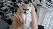 Gave That Girl A High-five ~wink~ GIF - Puppy Dog Cute GIFs