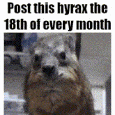 a picture of a small animal with the words post this hyrax the 18th of every month