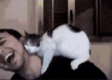Sou Carinhoso  / Romântico /  Gato / Gatinho GIF - Cat Kitten Affectionate GIFs