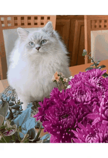 siberian cat breeders dmv buy kittens with blue eyes