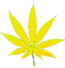 weed leaf cannabis marijuana high