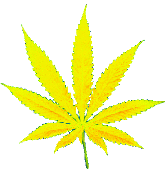 Weed Leaf Sticker - Weed Leaf Cannabis Stickers