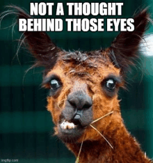 No Thought Not Thought Behind Those Eyes GIF - No Thought Not Thought Behind Those Eyes GIFs