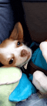 Chihuahua Dog GIF - Chihuahua Dog Puppy GIFs