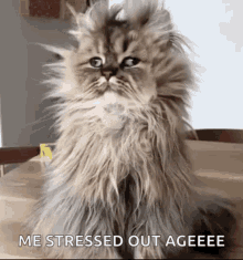 Stressed Funny GIFs | Tenor