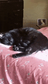 Gata Negra Durmiendo GIF - Gata Negra Durmiendo GIFs