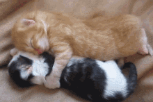 Hug Cat GIF - Hug Cat Kitten GIFs
