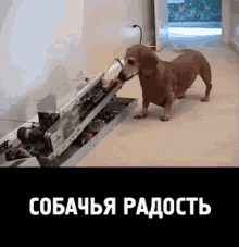 радость собака счастье игра смех животные GIF - Ball Dog Machine GIFs