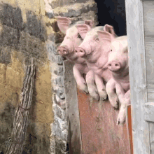 three pigs are peeking out of a doorway
