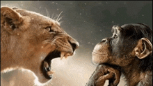 a lion and a chimpanzee with their mouths open