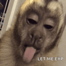 a monkey sticking its tongue out with the words let me eyp written below it