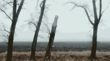 Beauty Remains GIF - Forest Trees Nature GIFs