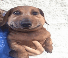 Funny Dog Meme GIF - Funny Dog Meme такса GIFs