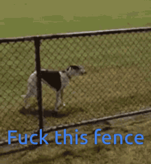 Yeet Fuck This Fence GIF - Yeet Fuck This Fence Dog GIFs