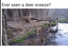 Deer Sneeze GIF - Deer Sneeze Fall GIFs