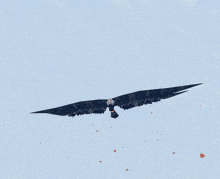 Eagle Meadow GIF - Eagle Meadow Fly GIFs