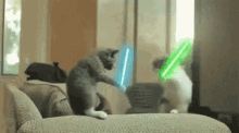 Funny Cat GIF - Funny Cat Star Wars GIFs