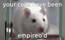 Cells Of Empireo Coe GIF - Cells Of Empireo Coe Cells GIFs