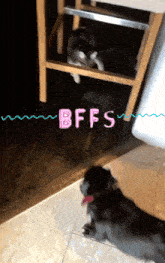 a picture of a cat and a dog with the words bffs written on the bottom