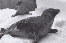 Seal Adorable GIF - Seal Adorable Animals GIFs