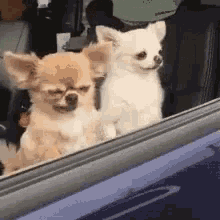 Dogs Funny GIF - Dogs Funny Tired GIFs