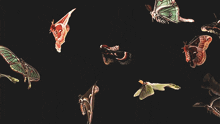 a group of butterflies are flying in a circle on a black background