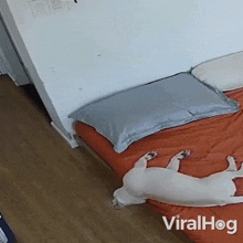 Dog Slides Off Bed Viralhog GIF - Dog Slides Off Bed Dog Viralhog GIFs
