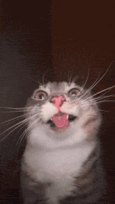 a cat with its tongue sticking out looks up at the camera