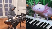 Chenle Axolotl Piano Axolotl Piano Chenle GIF - Chenle Axolotl Piano Axolotl Piano Chenle Chenle Axolotl Gif GIFs