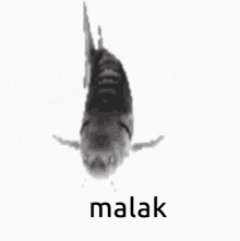 malak fish