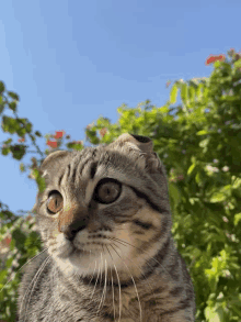 Oreo Oreo Cat GIF - Oreo Oreo Cat Talas Cat GIFs