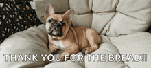 a dog is laying on a pillow with the words thank you for the bread