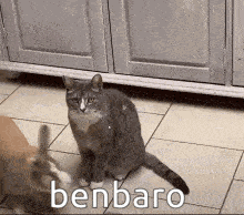 a cat and a rabbit are sitting next to each other on a tile floor .