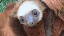 look curious cute baby sloth