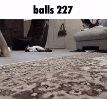 a picture of a cat laying on the floor with the words balls 227 below it