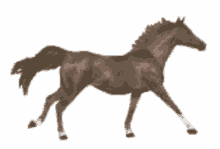 Horse Lobotomy GIF - Horse Lobotomy GIFs