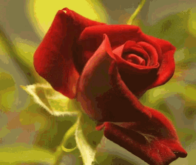 Red Rose Blooming GIF - Red Rose Blooming Flower - Discover & Share GIFs