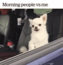 Dogs Morning People GIF