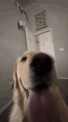 a close up of a dog sticking its tongue out in a living room .